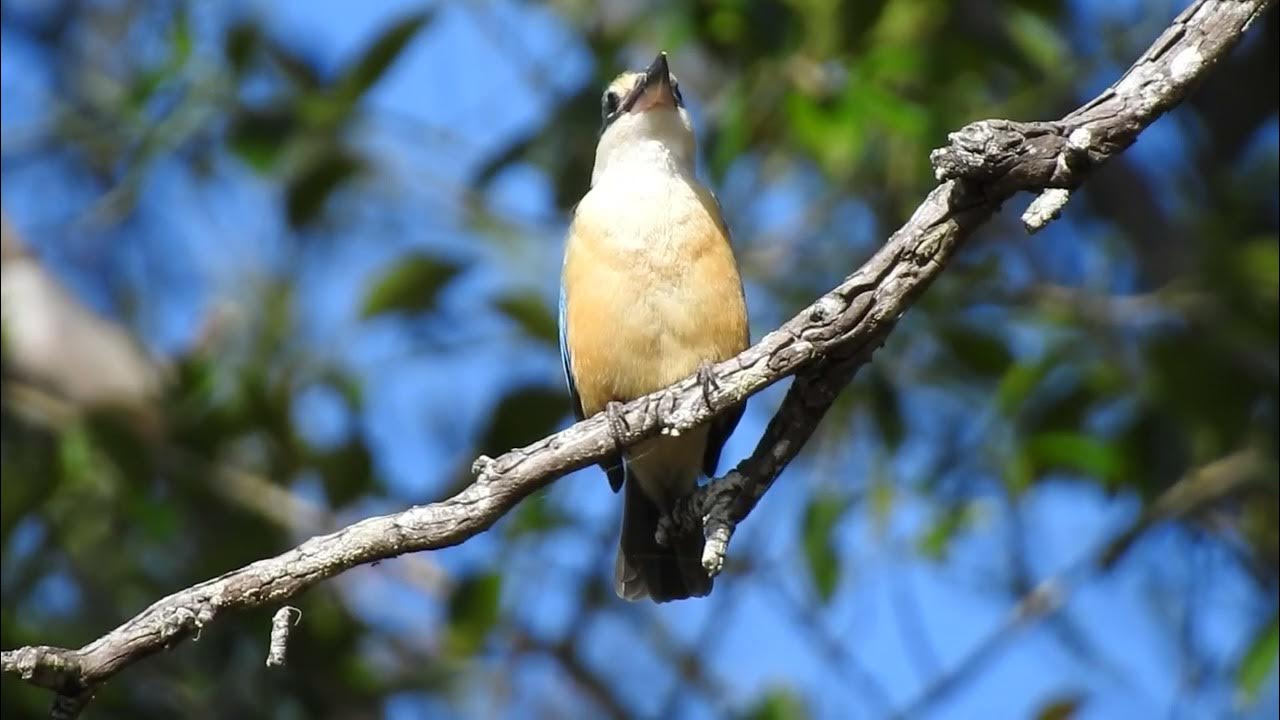 Birds of Hervey Bay Qld Sacred Kingfisher YouTube