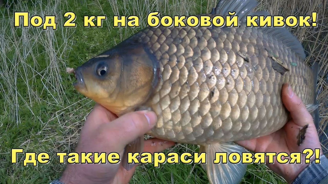 Карась под два кило на удочку с боковым кивком