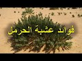 فوائد عشبة الحرمل