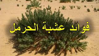 فوائد عشبة الحرمل