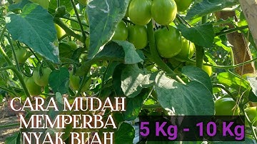CARA MUDAH MEMPERBANYAK BUAH TOMAT,PERTANAMAN 5/10 KG.#@tanitjchannel2548#tani