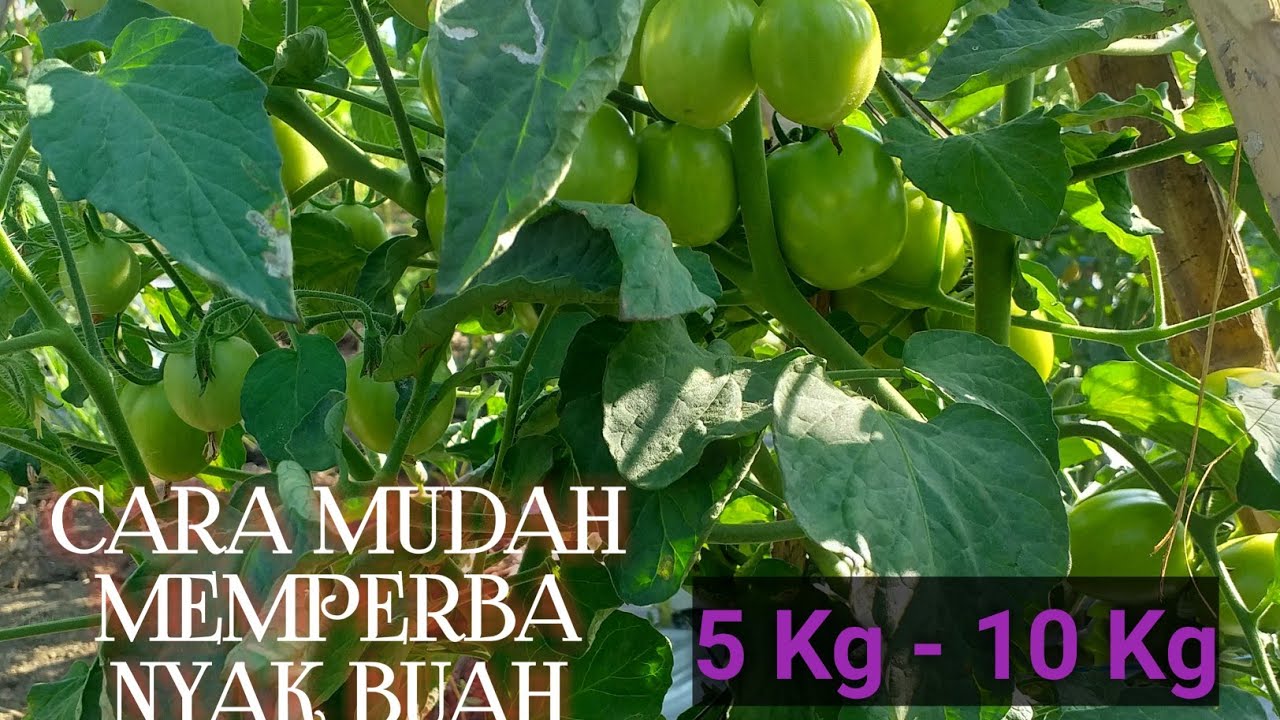 CARA MUDAH MEMPERBANYAK BUAH TOMAT,PERTANAMAN 5/10 KG.#@Tani Tj channel#tani
