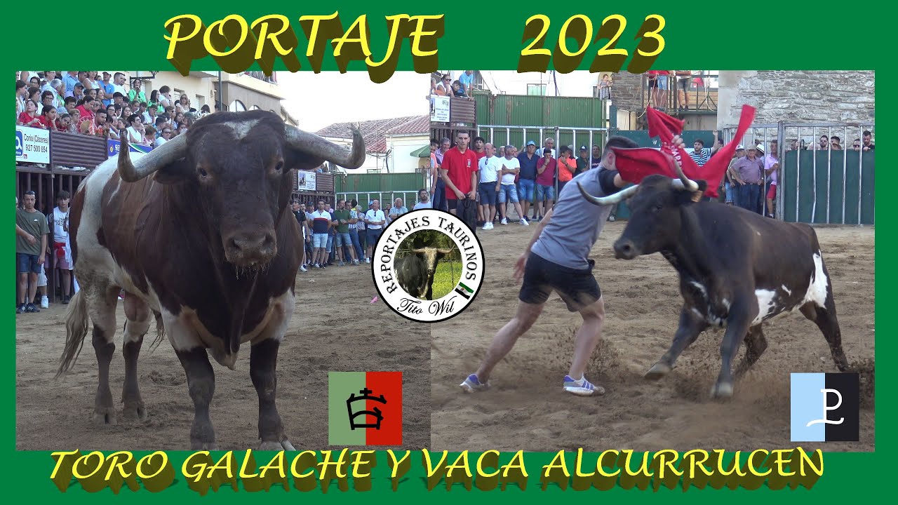 TORAZO DE GALACHE Y VACA DE ALCURRUCEN PORTAJE 2023 #toro #festejos #fiesta #ganaderias #pueblo