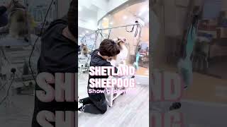 Show grooming for a Shetland sheepdog by Pawfessional Pet Care 59 views 2 months ago 1 minute, 30 seconds