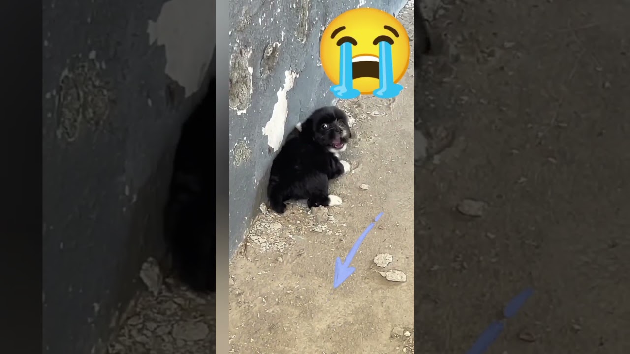 Scared Puppy trying to Run Away 😔 Extras 1