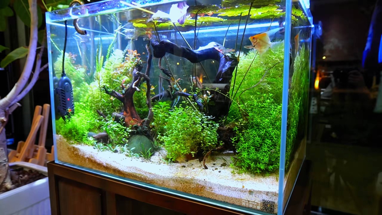 Building a Self-Sustaining Ecosystem Aquarium from Scratch | 6 Month Transformation & Full Tutorial