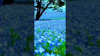Nemophila Harmony es un evento floral en Hitachi Seaside Park en Japón