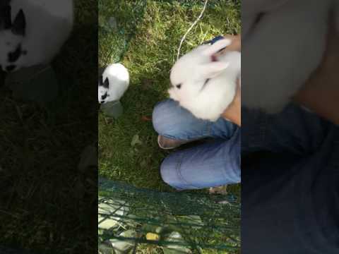 Video: Hur Man Skiljer En Dekorativ Kanin