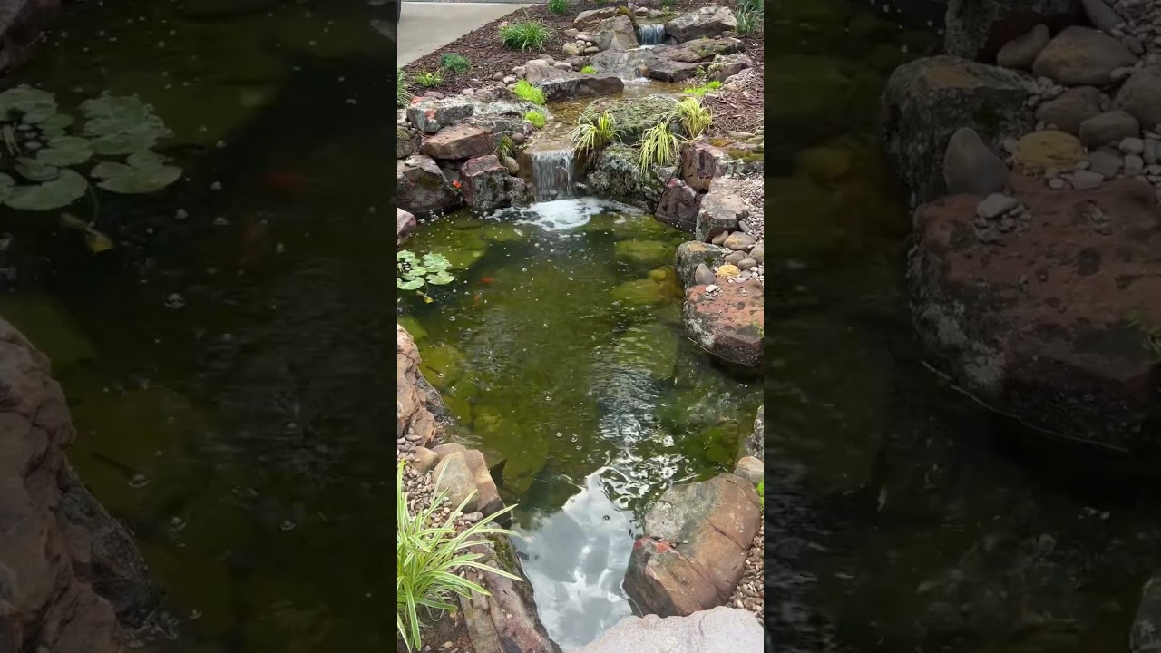 How One Teen's Passion For Koi Ponds Changed Their Life Forever!