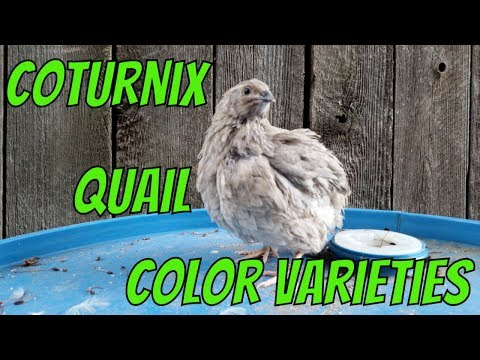 Coturnix Quail Color Varieties