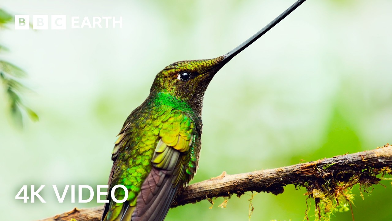 4 Hours of Remarkable Wildlife Narrated by David Attenborough | 4K UHD