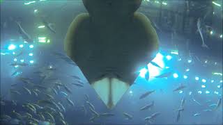 Mac Miller - Aquarium (music video)