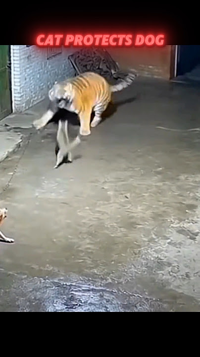 Unbelievable! The Cat That Scared a Tiger to Save a Dog 🐱💪🐯 #trending #animals #wildlife #shorts