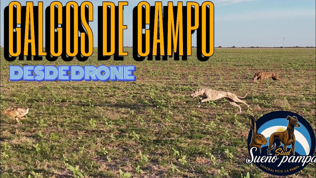 Борзые в поле, снятые с дрона