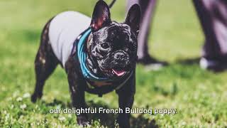 A Day in the Life of Coco: The Adorable French Bulldog Puppy #dog #doglover