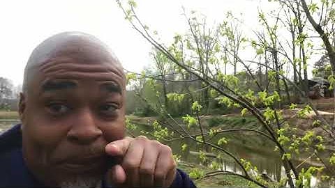 New Fuyu persimmons finally waking up.3/27/18