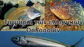Τα ψάρια των ελληνικών θαλασσών/Part 1/.