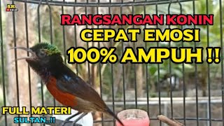 KOLIBRI NINJA GACOR FULL ISIAN - ROLL TEMBAK MATERI SULTAN !! Cocok Untuk Terapi Konin Trotol Ijoan