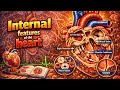 Internal features of the heart part 1 CVS
