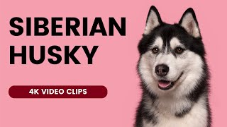 Siberian Husky 4K Videos : Fluffy, Friendly, and Fierce