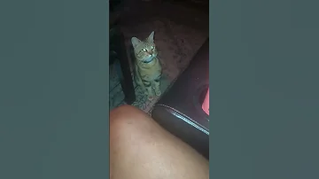 My Simba Boo 