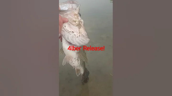 Releasing a 4lber!