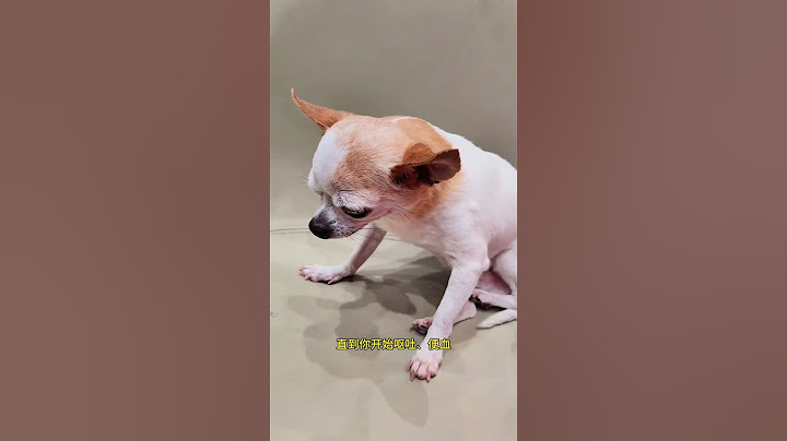 我的天使小狗 好久不见，抱歉复更就是小狗刀。这是陪我走过13年的宝贝，我是多么想再晚一些做这样的视频#养爬姑娘 #狗狗#我的天使小狗#狗狗去世#是宠物更是家人