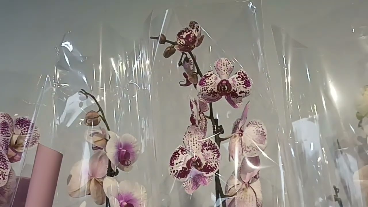 Обзор орхидей