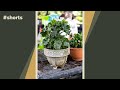 Let’s make more houseplants by splitting one into two!