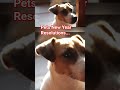 Pets New Year Resolutions #funnyanimals #petsatnewyear #newyear #newyearwithpets #newyearresolution