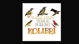 SUARA PIKAT BURUNG SEGALA JENIS KOLIBRI