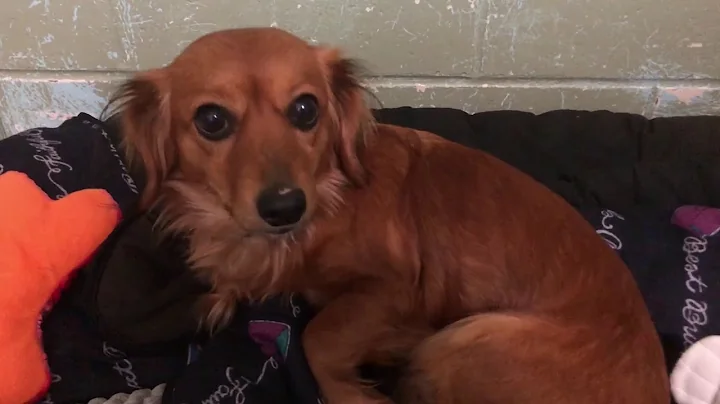 Eau Claire County Humane Association Promotional V...