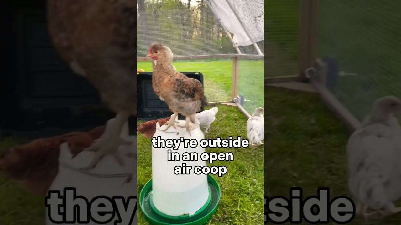 When Can Chickens Go Outside shorts YouTube When Can Chickens Go Outside shorts YouTube