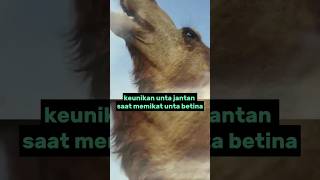 beda dari yang lain,cara unta jantan memikat unta betina