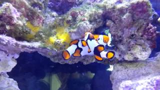 Picasso fish egg spawning