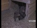 В красноярском конном клубе приютили медвежат, оставшихся без мамы
