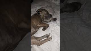 Amstaff Sleeps So Sweetly