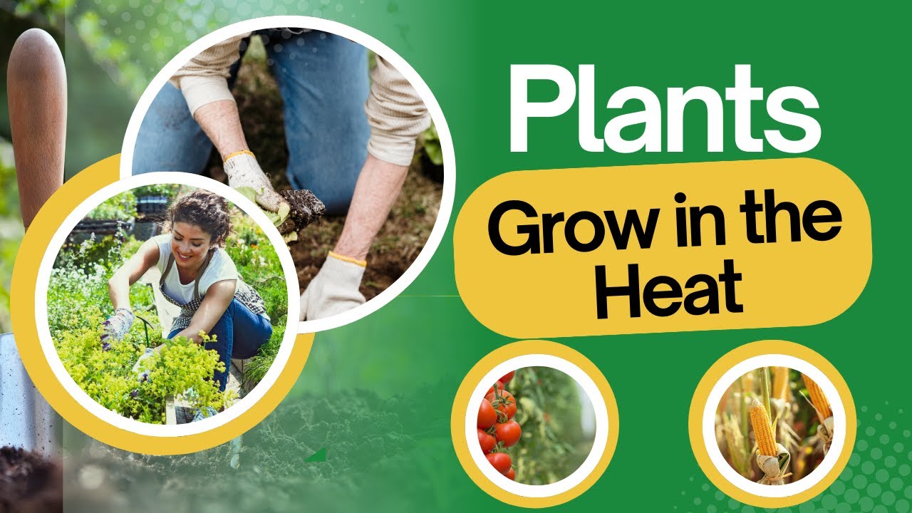 HOW TO GROW A SUMMER VEGETABLE GARDEN THAT BEATS THE HEAT - YouTube
