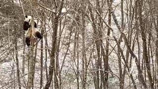 Panda Feeds On Tree Trunks Amid Snowfall In Northwest China