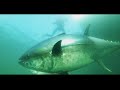 وثائقي صيد سمك التونة