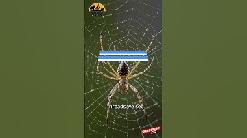 How Do Spiders Spin Webs  The Art of Nature’s Architects!