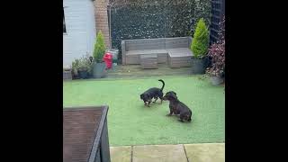 Dogs’ Playful Brawl in Backyard Ends With Dramatic Jump
