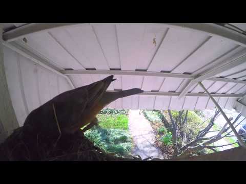 Bird Nest Above Door