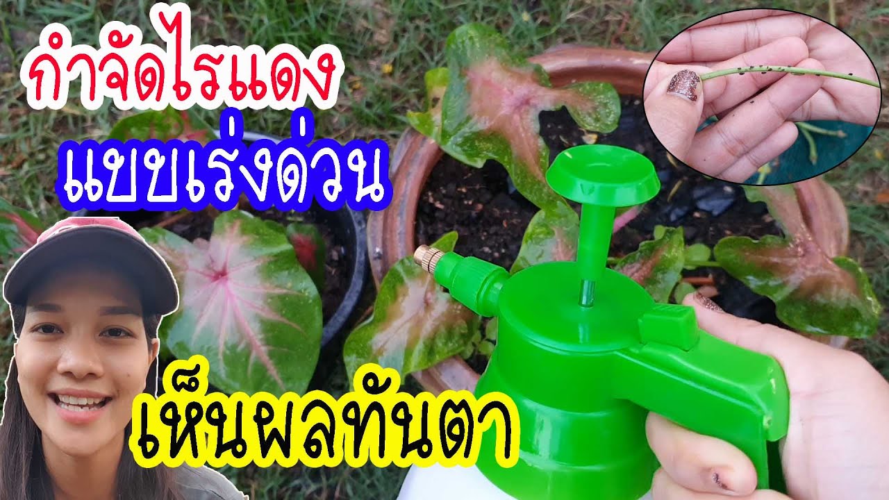 กำจัดไรแดงที่ก่อกวนบอนสีและพืชผัก แบบเร่งด่วนเห็นผลทันตา ใช้ของง่ายๆ ด้วยวิธีปลอดสารเคมี by ต่าย