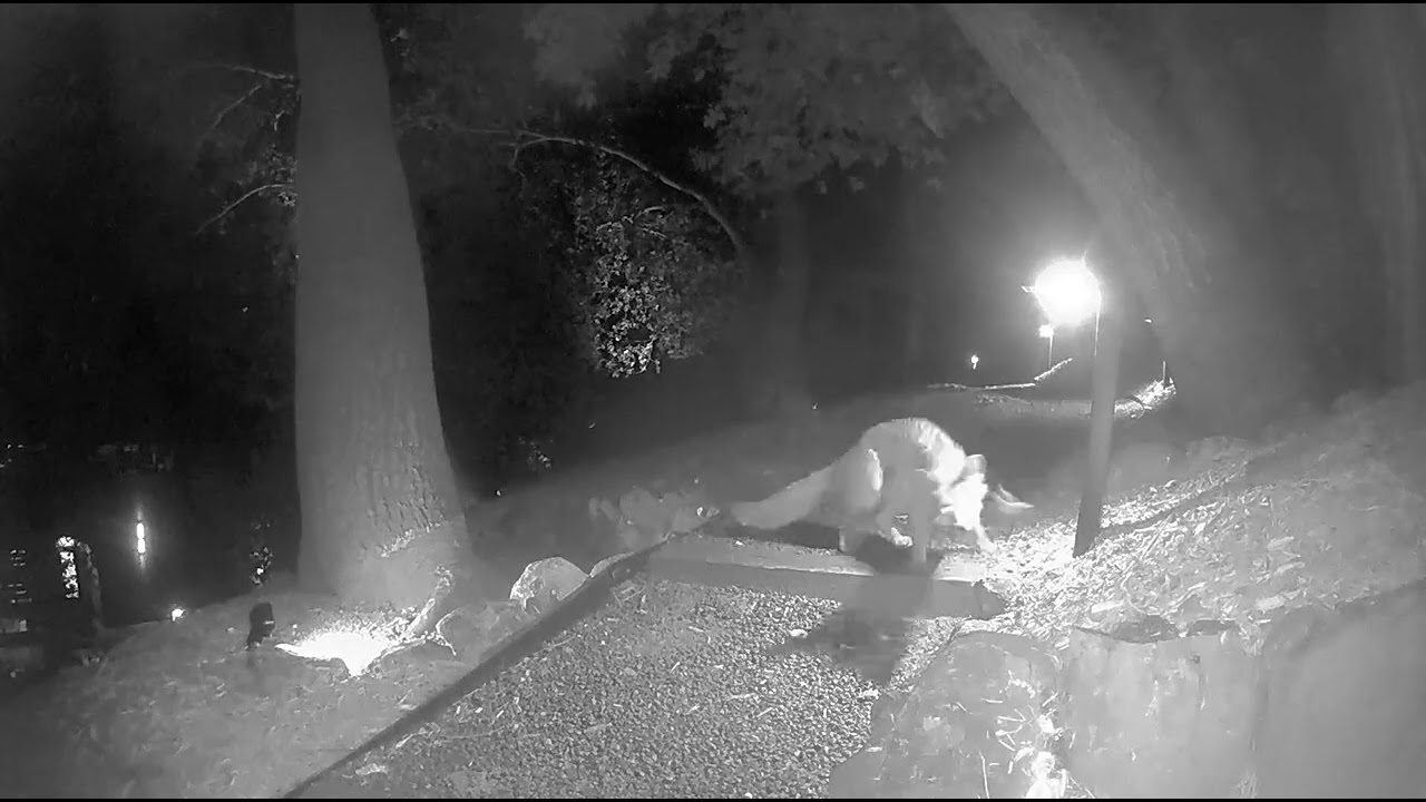 grey fox eating a bug / portola valley, ca / september 17, 2025