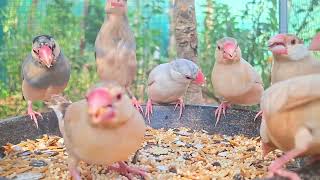 Java sparrows sing very lovely songs today. Songs are very beautiful sound. Java sparrows singing 