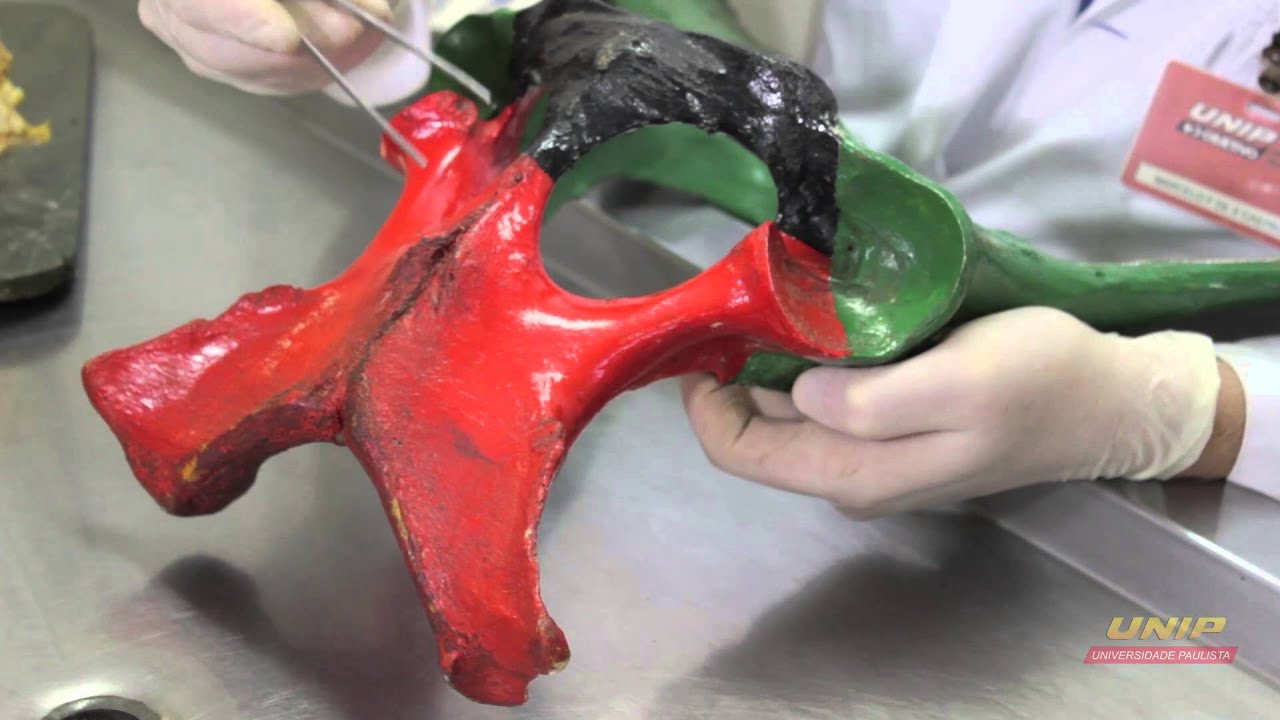 Ossos   Membros Pelvicos   Coxal e Femur