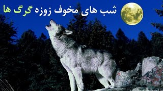شب های مخوف زوزه کشیدن گرگ ها