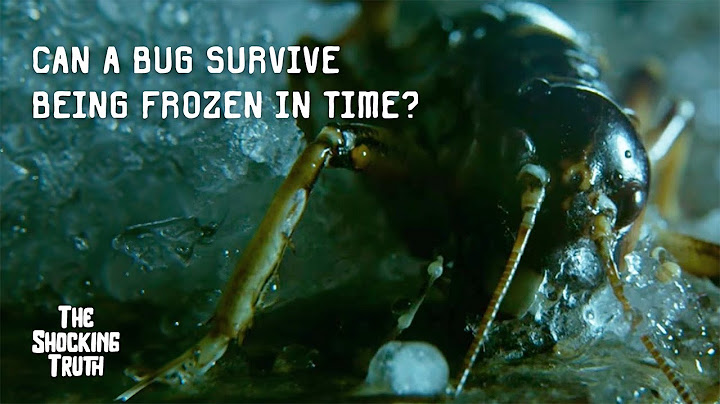 Can A Bug Survive Being Frozen In Time? #science