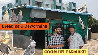 Cockatiel Birds Farm| Coimbatore தமிழ் விற்பனைCare And Tips Medicine Treatment